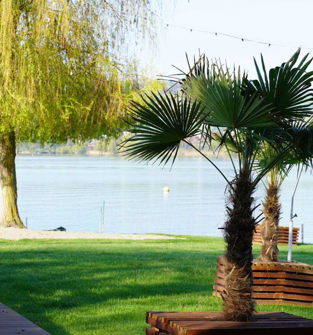 Grüner Seepark mit Palmen direkt am Sempachersee